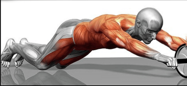 musculos trabajo core rueda abdominal